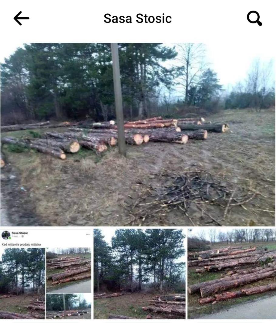 Посечена борова стабла код Велике водојаже на Колонији у Аранђеловцу (извор: фејсбук, скриншот, 23. фебруара 2022. године)